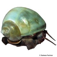 Ivory Green Mystery Snail (Pomacea bridgesii 'Ivory Green')