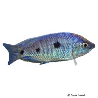 Jackson's Malawi Cichlid (Copadichromis jacksoni)