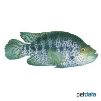 Jaguar Cichlid (Parachromis managuensis)