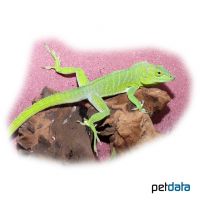 Jamaican Anole (Anolis garmani)