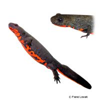 Japanese Fire-bellied Newt (Cynops pyrrhogaster)