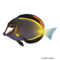 Japanese Surgeonfish (Acanthurus japonicus)