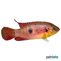 Jewel Cichlid (Hemichromis guttatus)