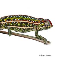 Jeweled Chameleon (Furcifer campani)