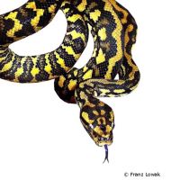 Jungle Carpet Python (Morelia spilota cheynei)