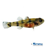 Kabili Bumblebee Goby (Brachygobius kabiliensis)