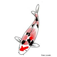 Kanoko-Sanshoku Koi (Cyprinus carpio carpio)