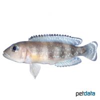 Katibili Bay Shell-dweller (Lepidiolamprologus meeli)