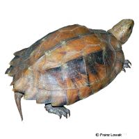 Keeled Box Turtle (Cuora mouhotii)