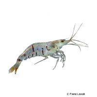 Ketagalan Shrimp (Neocaridina ketagalan)