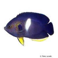 Keyhole Angelfish (Centropyge tibicen)