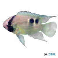 Keyhole Cichlid (Cleithracara maronii)