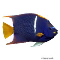 King Angelfish (Holacanthus passer)