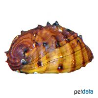 King Koopa Nerite Snail (Neritina juttingae)