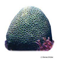 Knobby Brain Coral (LPS) (Diploria clivosa)