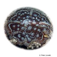 Knobby Cactus Coral (LPS) (Mycetophyllia aliciae)