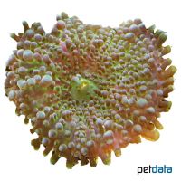 Knobby False Coral (Ricordea yuma)