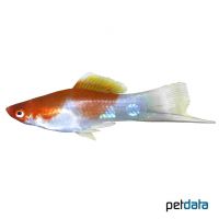 Kohaku Swordtail (Xiphophorus hellerii var.)