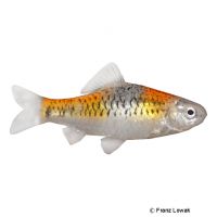 Koi Golden Barb (Barbodes semifasciolatus 'Koi')