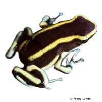 Kokoe Poison Frog (Phyllobates aurotaenia)