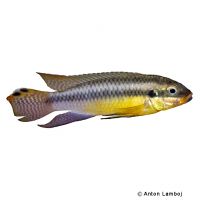 Kribensis Cichlid (Pelvicachromis kribensis)