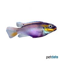 Kribensis Dehane (Pelvicachromis kribensis 'Dehane')
