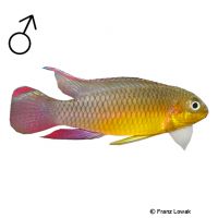 Kribensis Lobe (Pelvicachromis kribensis 'Lobe')