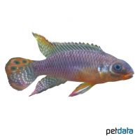 Kribensis Lokoundje (Pelvicachromis kribensis 'Lokoundje')