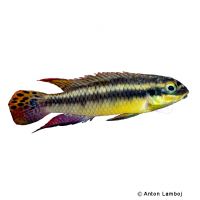 Kribensis Moliwe (Pelvicachromis kribensis 'Moliwe')