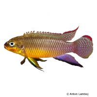 Kribensis Nyete (Pelvicachromis kribensis 'Nyete')