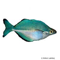 Lake Kutubu Rainbowfish (Melanotaenia lacustris)