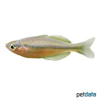 Lake Tebera Rainbowfish (Melanotaenia herbertaxelrodi)