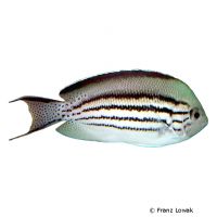 Lamarck's Angelfish (Genicanthus lamarck)