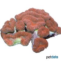 Largebrain Root Coral (LPS) (Lobophyllia hemprichii)