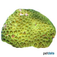 Larger Star Coral (LPS) (Favites abdita)