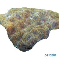 Larger Star Coral (LPS) (Favites flexuosa)