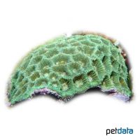 Larger Star Coral (LPS) (Favites halicora)