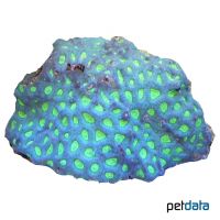 Larger Star Coral (LPS) (Favites melicerum)