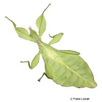 Leaf Insect (Phyllium philippinicum)