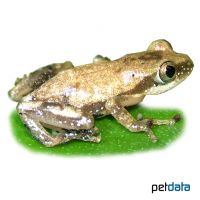 Leaf-folding Frog (Afrixalus fornasini)