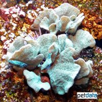 Leafy Hedgehog Coral (LPS) (Echinopora lamellosa)