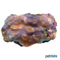 Leafy Hedgehog Coral (LPS) (Echinopora mammiformis)