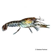 Least Crayfish (Cambarellus diminutus)