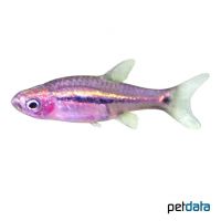 Least Rasbora (Boraras urophthalmoides)