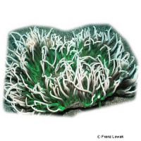 Leathery Sea Anemone Green (Heteractis crispa 'Green')