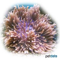 Leathery Sea Anemone (Heteractis crispa)