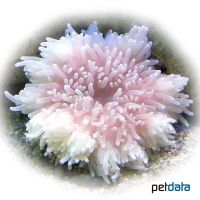 Leathery Sea Anemone White (Heteractis crispa 'White')