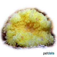 Leathery Sea Anemone Yellow (Heteractis crispa 'Yellow')