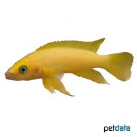 Lemon Cichlid (Neolamprologus leleupi)