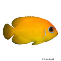 Lemonpeel Angelfish (Centropyge flavissima)